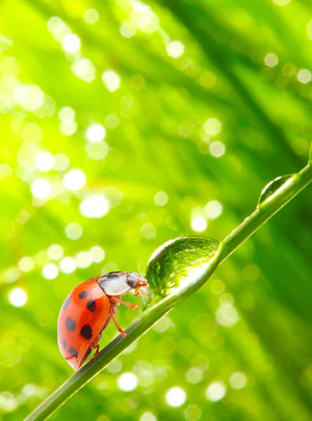 La coccinella . — Foto Stock