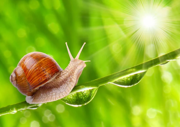 Caracol comestível (Helix pomatia). — Fotografia de Stock