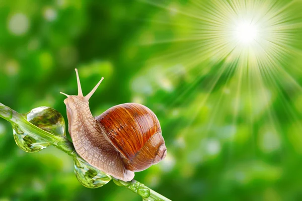 Edible snail (Helix pomatia). — Stock Photo, Image