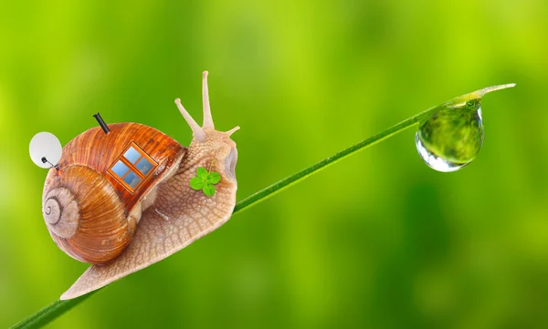 Divertida foto del caracol que se va de vacaciones con su casa móvil. Feliz concepto de vacaciones . — Foto de Stock