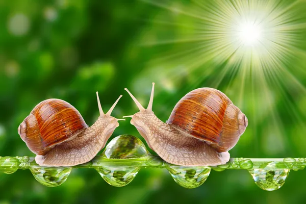 Edible snail (Helix pomatia). — Stock Photo, Image