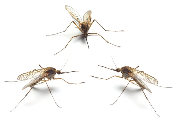 La zanzara Anopheles . — Foto Stock