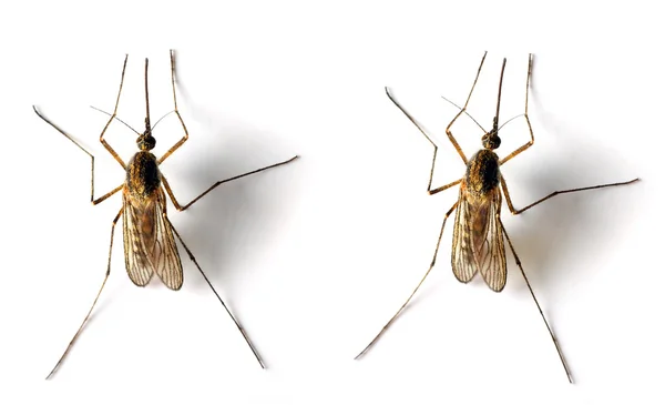 O mosquito Anopheles . — Fotografia de Stock