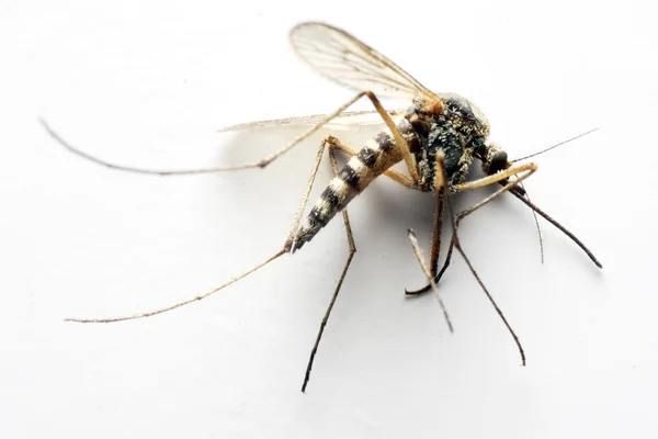 Komár anofelů. — Stock fotografie