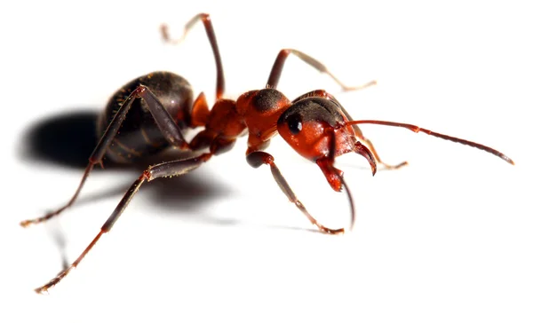 Grande formica rossa isolata su sfondo bianco . — Foto Stock