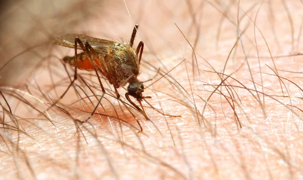 A anopheles szúnyogok veszélyes jármű-fertőzés. — Stock Fotó
