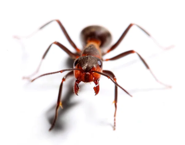 Grote rode mier geïsoleerd op witte achtergrond. — Stockfoto