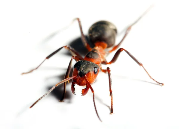 Duży czerwony mrówka na białym tle. — Zdjęcie stockowe
