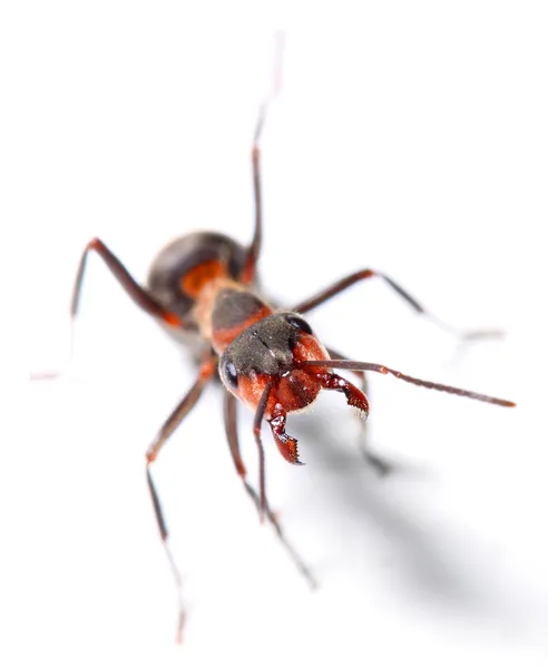 La fourmi de bois rouge (Formica Rufa). Gros plan — Photo