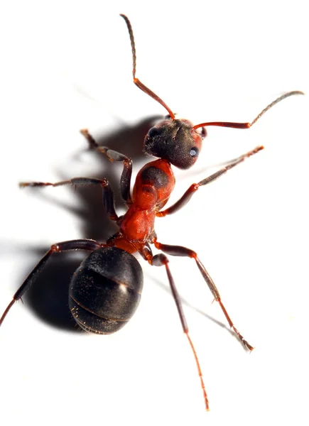 Stor röd myra isolerad på vit bakgrund. — Stockfoto