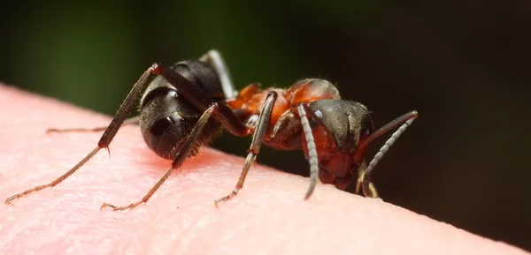 Semut merah di kulit - close seup — Stok Foto