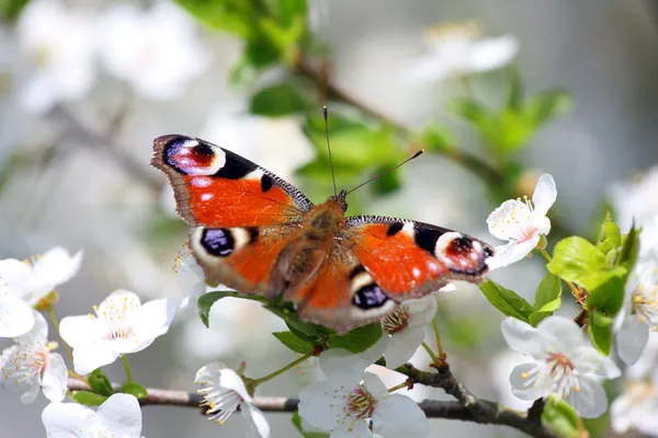 A borboleta . — Fotografia de Stock