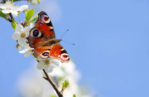 The Butterfly. — Stock Photo, Image