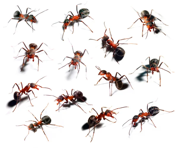 Μεγάλο κόκκινο μυρμήγκι σε διαφορετική θέση σε άσπρο φόντο. — Φωτογραφία Αρχείου