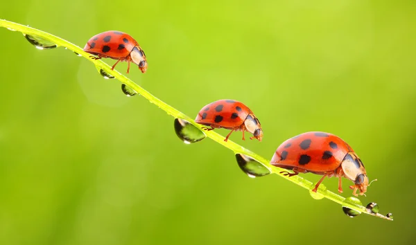 Las mariquitas . — Foto de Stock