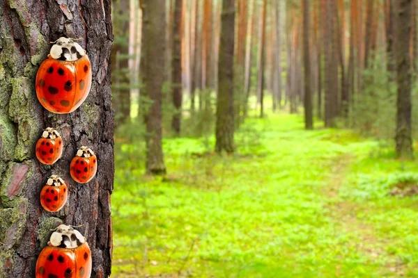 Nyckelpigor familj på scots pine i skogen. — Stockfoto