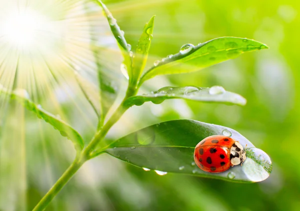 La coccinella . — Foto Stock