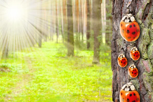 Ladybugs Family on The Scots Pine in forest. — Stock Photo, Image