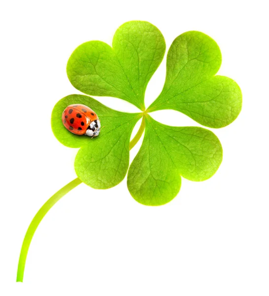 Funny picture of four leaf clover and ladybug. — Stock Photo, Image