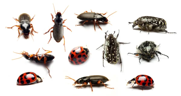 Colección escarabajo sobre fondo blanco —  Fotos de Stock