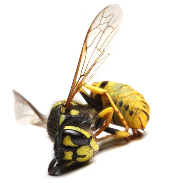 Gros plan d'une veste jaune vivante Wasp sur fond blanc. Macro — Photo