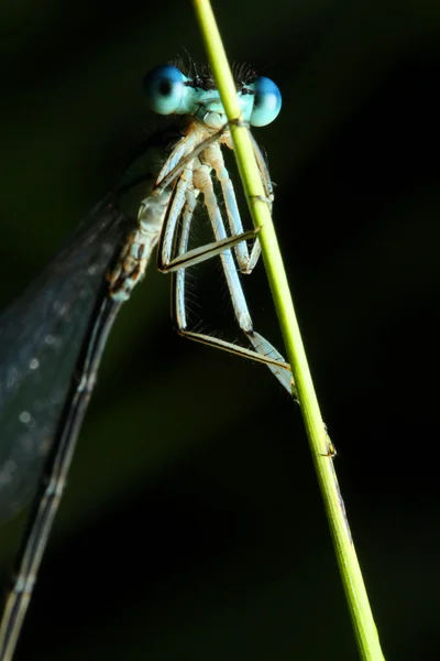 Libélula azul sobre una hierba - retrato divertido — Foto de Stock