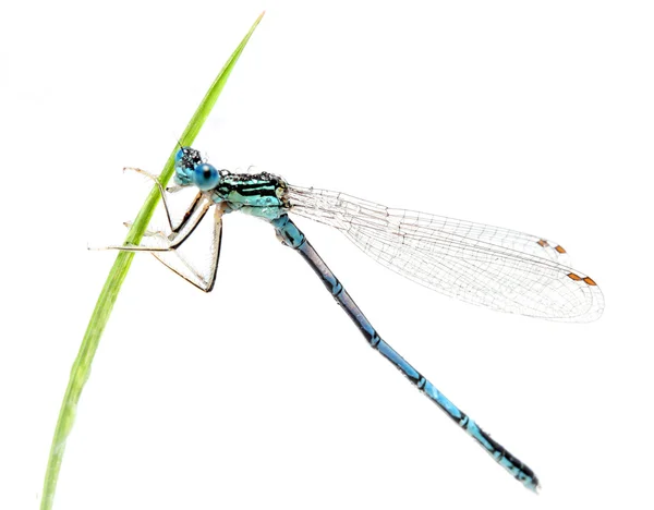 Blue dragonfly on a grass — Stock Photo, Image