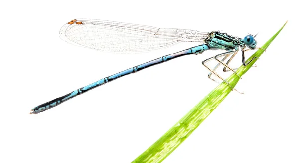 Blue dragonfly on a grass — Stock Photo, Image