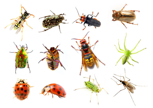 Garden insect - great collection on white background.