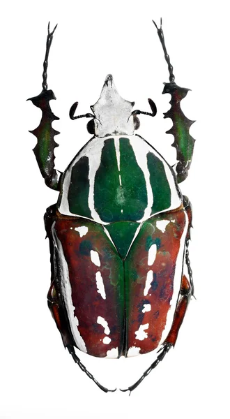 O besouro Golias (Scarabaeidae) estão entre os maiores insetos da terra . — Fotografia de Stock