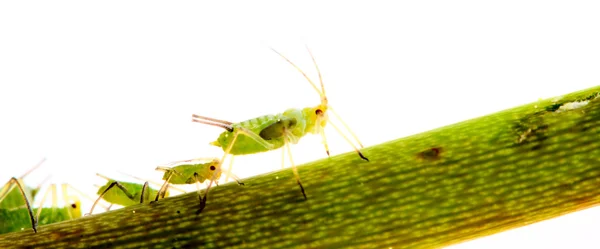 Green aphids on rose footstalk - dangerous vermin for garden. — Stock Photo, Image