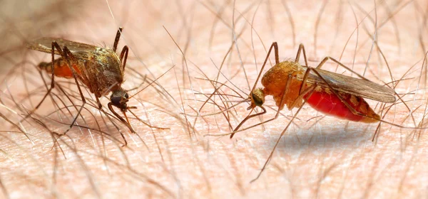 A anopheles szúnyogok veszélyes jármű-fertőzés. — Stock Fotó
