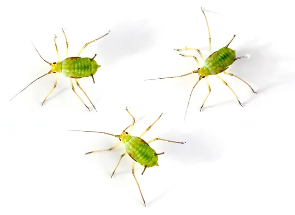Zelené huntsman pavouk (micrommata nazelenalá) ženské. Nelze vytvořit sadu webových souborů a loví hmyz v zelené vegetace, kde je dobře maskovaný. — Stock fotografie