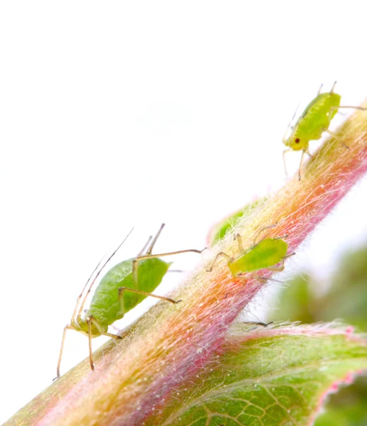 Pulgões verdes no pé de rosa - vermes perigosos para o jardim . — Fotografia de Stock