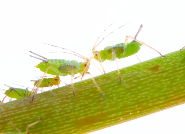 Green aphids on rose footstalk - dangerous vermin for garden. — Stock Photo, Image