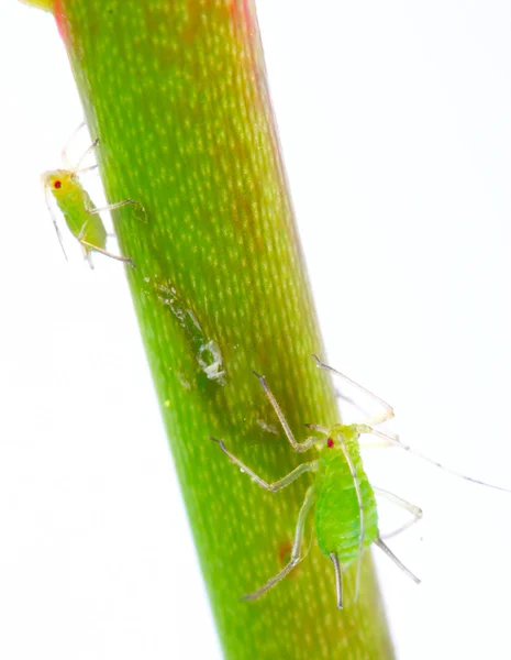 Green aphids on rose footstalk - dangerous vermin for garden. — Stock Photo, Image