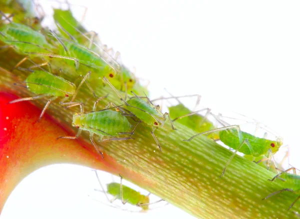 Green aphids on rose footstalk - dangerous vermin for garden. — Stock Photo, Image
