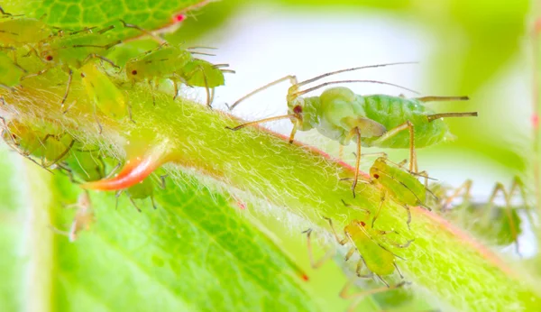 Afidi verdi su peduncolo rosa - parassiti pericolosi per giardino . — Foto Stock