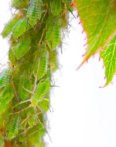 Gröna bladlöss på ökade footstalk - farliga skadedjur för trädgård. — Stockfoto