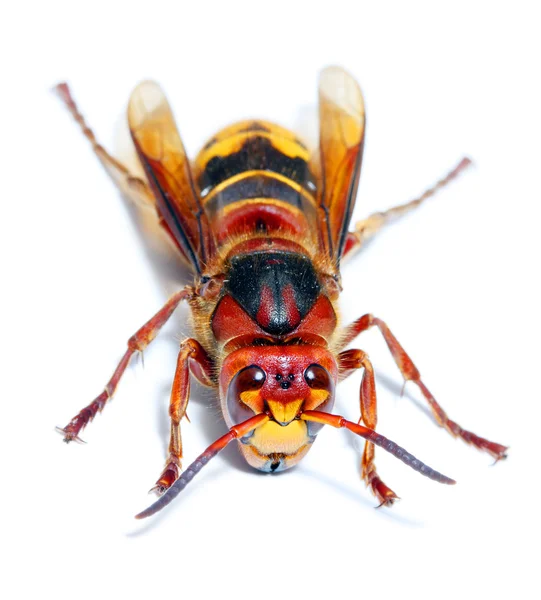 Primer plano de una Avispa de chaqueta amarilla en vivo sobre fondo blanco. Macro —  Fotos de Stock