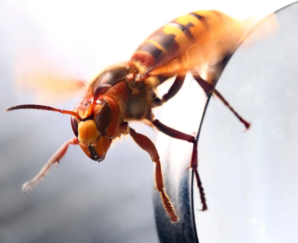 Nahaufnahme einer lebenden europäischen Hornisse (vespa crabro) auf weißem Hintergrund. — Stockfoto