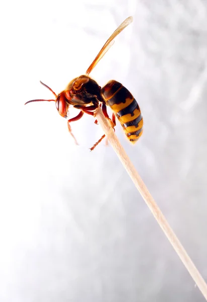 Beyaz zemin üzerinde canlı Avrupa Hornet (vespa crabro) yakın çekim. — Stok fotoğraf