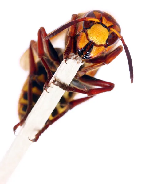 Close-up van een levende Europese hornet (vespa crabro) op witte achtergrond. — Stockfoto