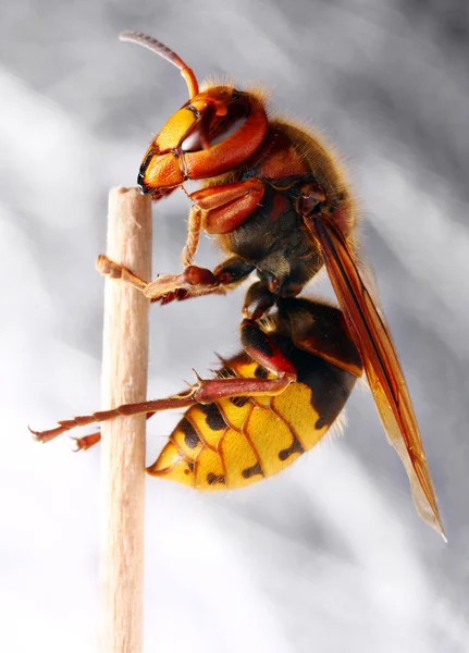 Beyaz zemin üzerinde canlı Avrupa Hornet (vespa crabro) yakın çekim. — Stok fotoğraf