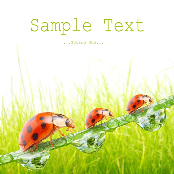 Fresh morning dew on a spring grass and little ladybugs, natural background. — Stock Photo, Image