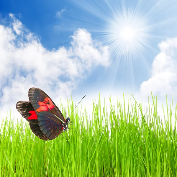 Tropical butterly on fresh grass. — Stock Photo, Image