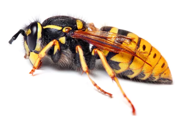 Close-up de uma vespa de jaqueta amarela ao vivo . — Fotografia de Stock