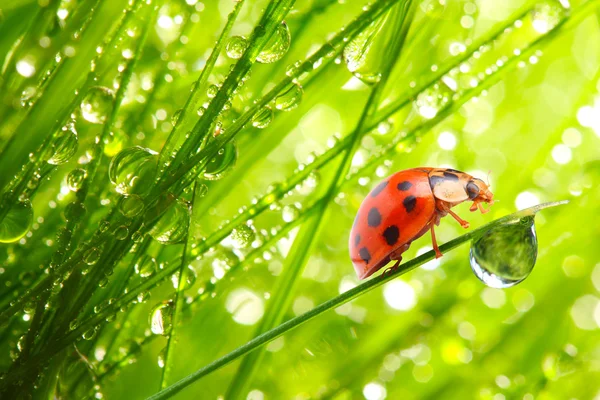 Nyckelpiga på färska gröna blad. — Stockfoto