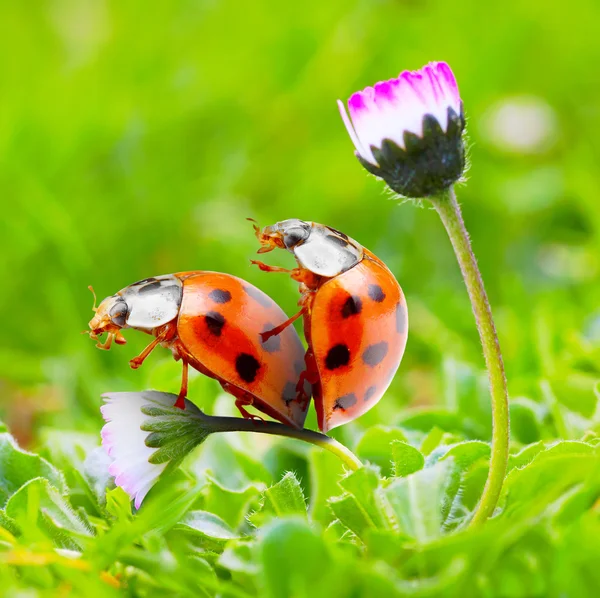 Αστεία εικόνα μιας αγάπης που κάνει ladybugs ζευγάρι πάνω από μια λίμνη κήπων. — Φωτογραφία Αρχείου