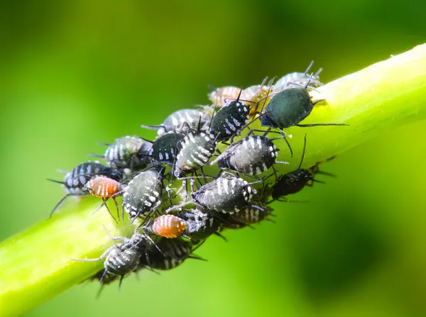 Aphids with parasite, extreme close up with high magnification and shallow depth of field, focus on the red parasite — Stock Photo, Image